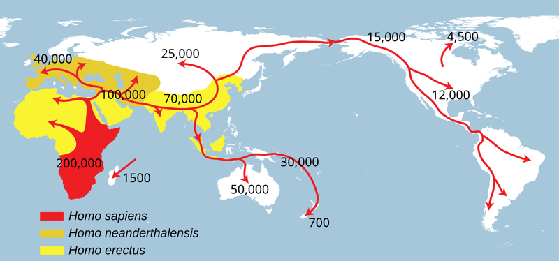 The map shows the approximate successive dispersals (labeled in years before present) of Homo erectus greatest extent (yellow),  Homo neanderthalensis greatest extent (ochre), and  Homo sapiens (red)