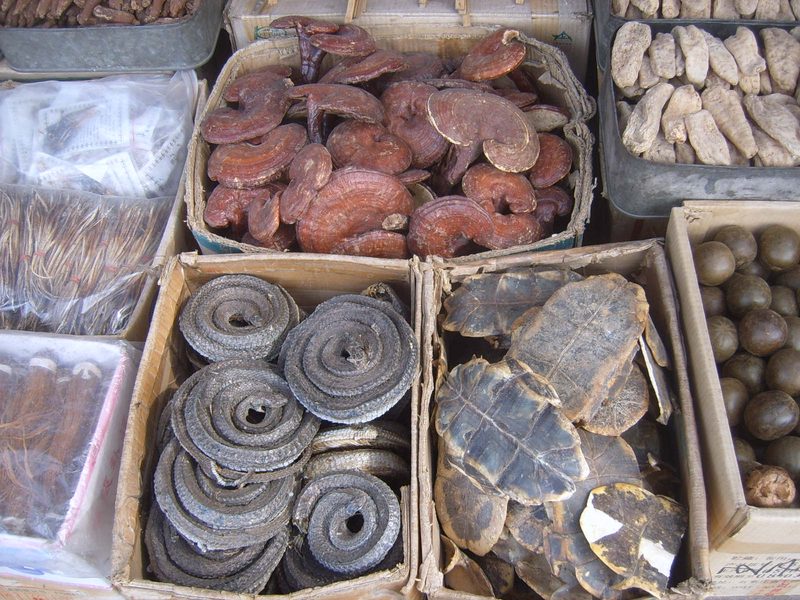 Assorted dried plant and animal parts used in traditional Chinese medicines, clockwise from top left corner: dried Lingzhi (lit. 'spirit mushrooms'), ginseng, Luo Han Guo, turtle shell underbelly (plastron), and dried curled snakes.
