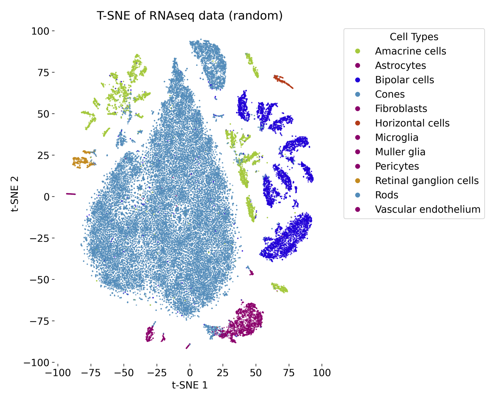 t-SNE plot of the RNAseq dataset with random initialization.