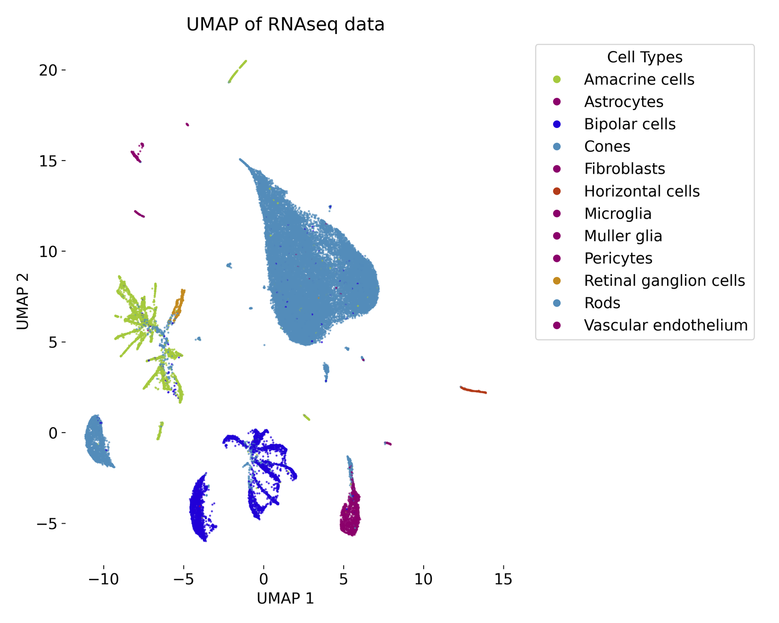 UMAP plot of the RNAseq dataset.
