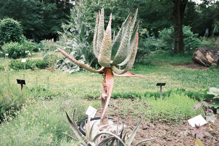 Flora (May, 2020)